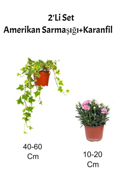 2'li Set Amerikan Sarmaşığı + Pembe Karanfil Fidanı Dış Mekan Bitkisi