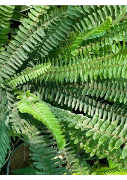 1 Adet Uzayan Aşk Merdiveni Bitkisi (Panjur Çiçeği) Dış Mekan Bitkisi modelleri