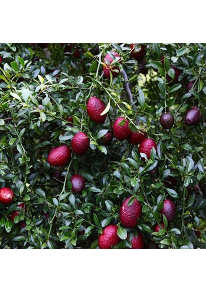 Berke Fidancılık Nadir Tüplü Red (Kırmızı) Australian Blood Limon Fidanı