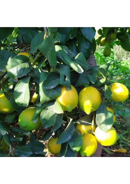 Nadir Bulunan Iri Meyveli Uzun Zagara Bianca Tüplü Limon Fidanı