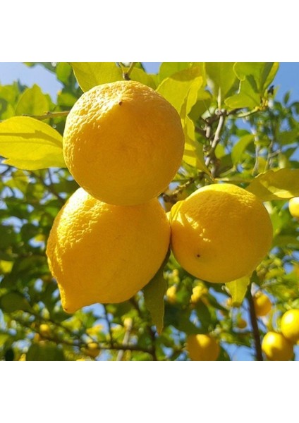 Tüplü Yarı Bodur Soğuklara Dayanıklı (Karasal Iklime Uygun) Yediveren Limon Fidanı