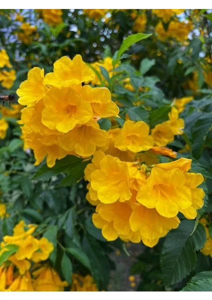 Bitkim Sende Videolu Acem Borusu Borazan Sarı Renkli (50 90CM) Saksılı/tüplü Bahçe Çiçeği Persian Cornflower