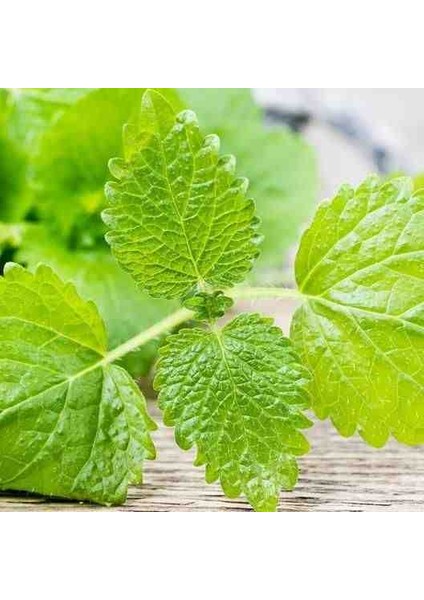 2 Adet Limon Otu Melisa Çiçeği Fidanı: Bahçenizi Güzel Kokularla Doldurun
