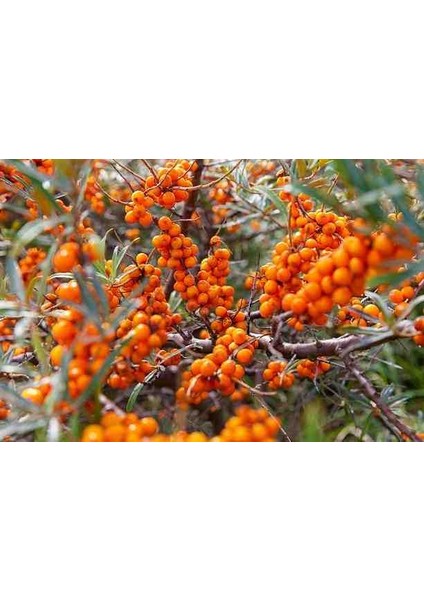 Yalancı Süs Iğnesi Fidanı - Evinize Doğal Bir Dokunuş Ekleyin