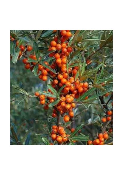 Yalancı Süs Iğnesi Fidanı - Evinize Doğal Bir Dokunuş Ekleyin fiyatları