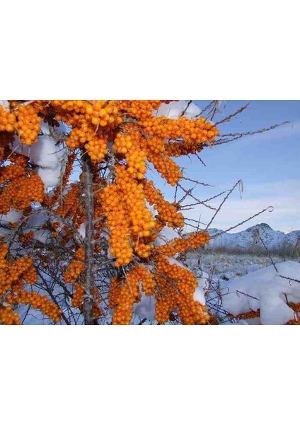 Yalancı Süs Iğnesi Fidanı - Evinize Doğal Bir Dokunuş Ekleyin modelleri
