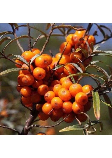 Yalancı Süs Iğnesi Fidanı - Evinize Doğal Bir Dokunuş Ekleyin fırsatları