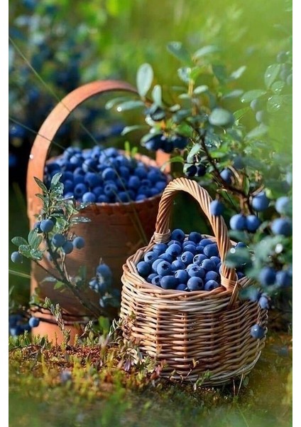 3 Adet Mavi Yaban Mersini Meyve Fidanı (50-60CM) fiyatları