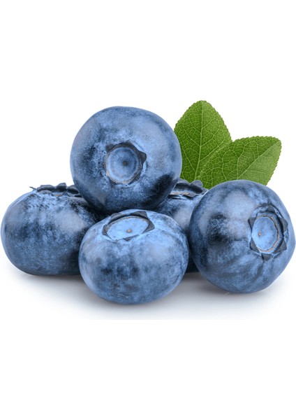 3 Adet Mavi Yaban Mersini Meyve Fidanı (50-60CM) fırsatları