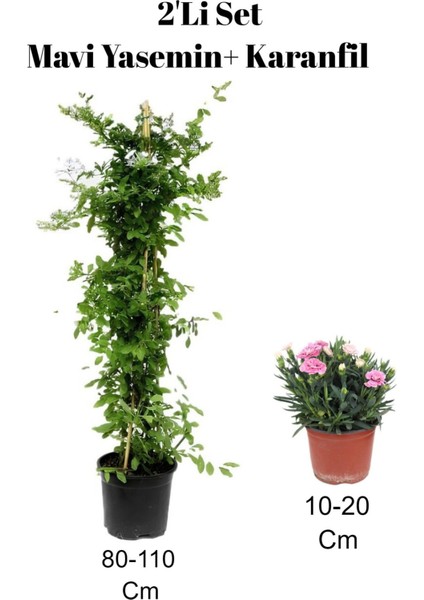 2'li Set Mavi Yasemin+ Karanfil Çiçeği Dış Mekan Bitkisi