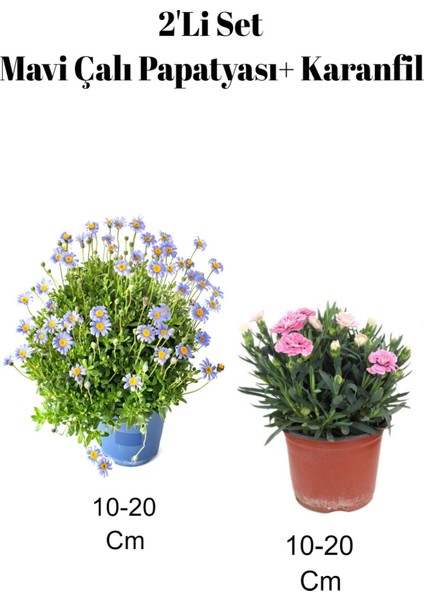 2'li Set Mavi Çalı ( Maviş) Paptyası+ Pembe Karanfil Çiçeği Dış Mekan Bitkisi