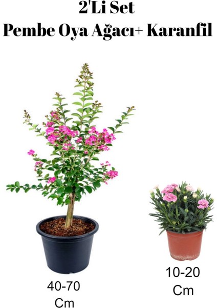 2'li Set Pembe Oya Ağacı Fidanı+ Karanfil Çiçeği Dış Mekan Bitkisi
