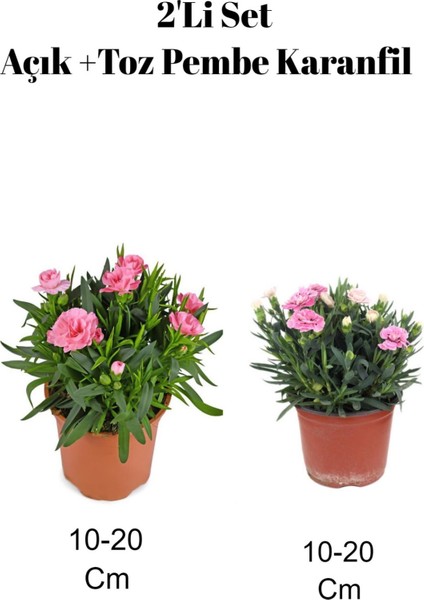 2'li Set Açık Pembe Toz Pembe Karanfil Çiçeği Dış Mekan Bitkisi
