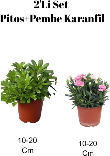 2'li Set Pitos Bitkisi+ Pembe Karanfil Çiçeği Dış Mekan Bitkisi