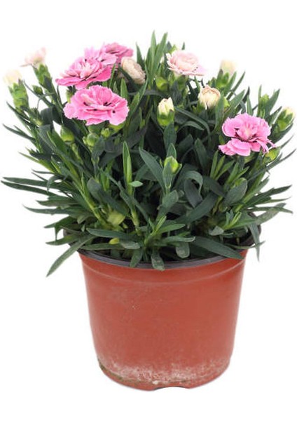 2'li Set Pitos Bitkisi+ Pembe Karanfil Çiçeği Dış Mekan Bitkisi