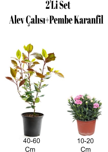 2'li Set Alev Çalısı Fidanı+ Pembe Karanfil Çiçeği Dış Mekan Bitkisi