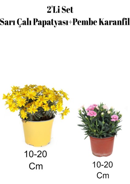 2'li Set Sarı Çalı Papatyası+Pembe Karanfil Çiçeği Dış Mekan Bitkisi
