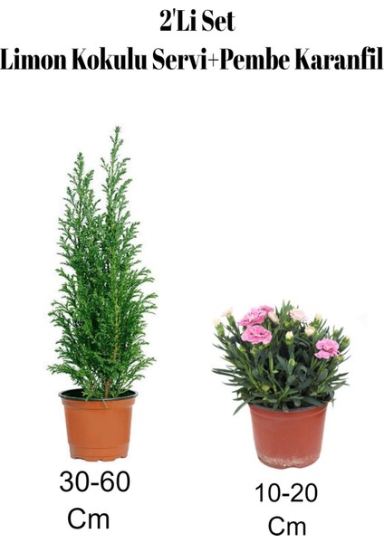 2'li Set Limon Kokulu Servi Fidanı+ Karanfil Çiçeği Dış Mekan Bitkisi