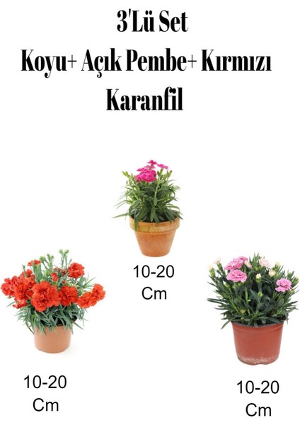 3'lü Set Kırmızı+ Koyu- Açık Pembe Karanfil Çiçeği Dış Mekan Bitkisi