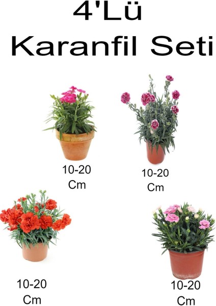 Bitkim Sende 4'lü Set Alacalı Kırmızı- Kırmızı Karanfil + Koyu- Açık Pembe Karanfil Çiçeği Dış Mekan Bitkisi