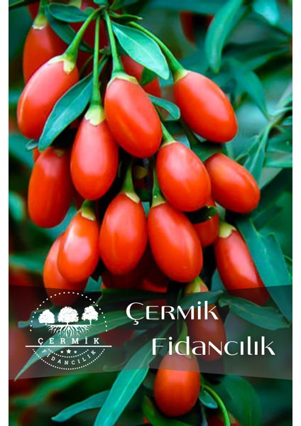 Goji Berry Kurt Üzümü Fidanı 3 Yaş