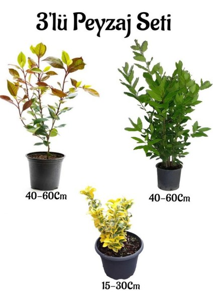 Alev Çalısı+Defne Çalısı+Altuni Taflan Çit Bitkisi 3'lü Bahçe Peyzaj Seti