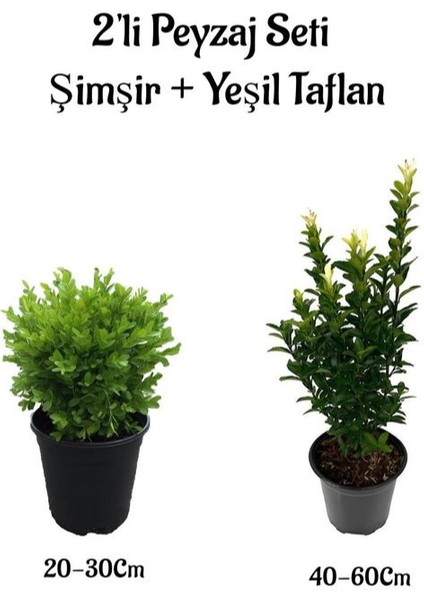 Çalı Şimşiri Fidanı+Yeşil Taflan Çit Bitki Seti 2'li Bahçe Peyzaj Bitki Seti