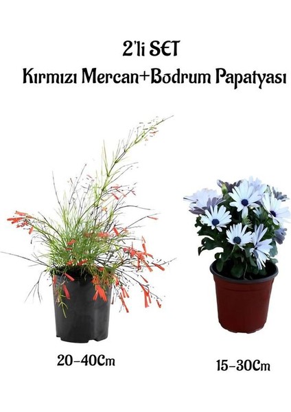 Kırmızı Mercan Çiçeği Fidanı+Beyaz Bodrum Papatyası 2'li Bahçe Peyzaj Seti