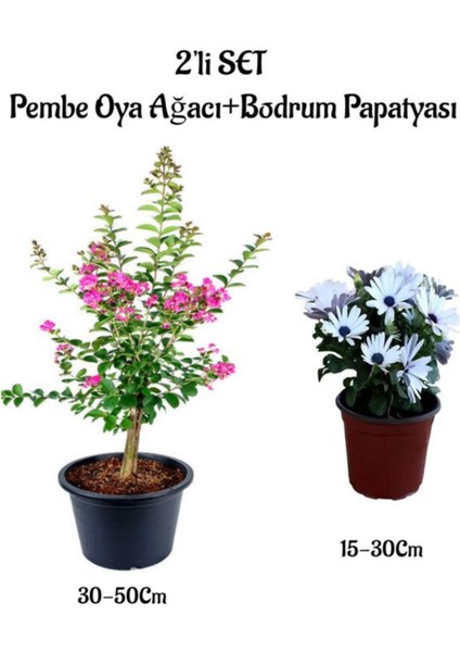Pembe Renk Oya Ağacı Fidanı+Beyaz Bodrum Papatyası 2'li Bahçe Peyzaj Seti