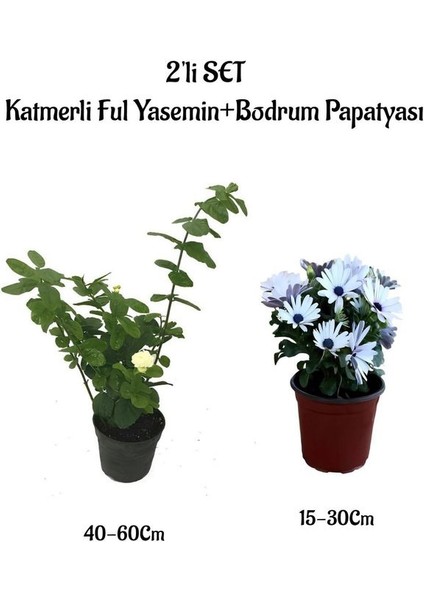 Yoğun Kokulu Katmerli Ful Yasemini +Beyaz Bodrum Papatyası 2'li Peyzaj Seti