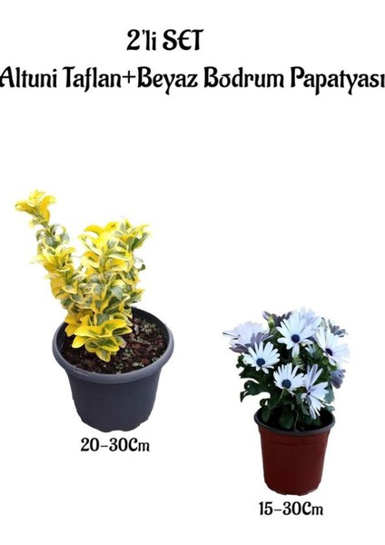 Altuni Taflan Çit Bitkisi+Beyaz Bodrum Papatyası 2'li Bahçe Peyzaj Bitkisi
