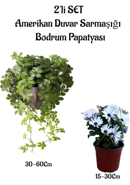 Amerikan Duvar Sarmaşığı+Beyaz Bodrum Papatyası 2'li Bahçe Peyzaj Seti