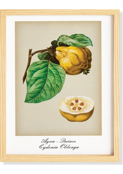 Mutfak Vintage Fruits Ayva-Quince Ahşap Çerçeveli Poster Tekli Dekor Duvar Tablo Seti fiyatları