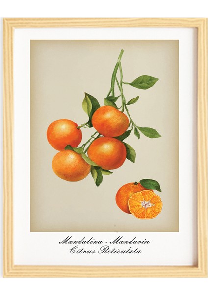 Mutfak Vintage Fruits Mandalina-Mandarin Ahşap Çerçeveli Poster Tekli Dekor Duvar Tablo Seti fiyatları
