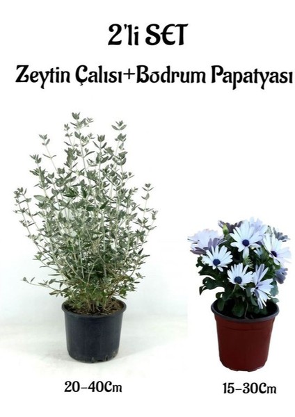 Zeytin Çalısı+Beyaz Renk Bodrum Papatyası 2'li Bahçe Peyzaj Seti Dış Mekan Bitkisi