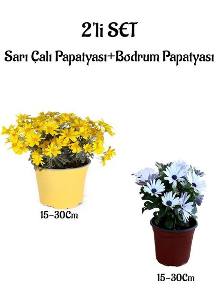 Sarı Çalı Papatyası+Beyaz Renk Bodrum Papatyası 2'li Bahçe Peyzaj Seti
