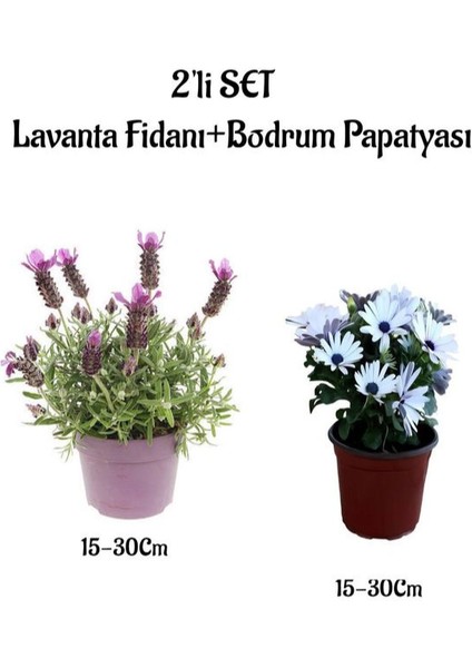 Hoş Kokulu Lavanta Fidanı+Beyaz Bodrum Papatyası 2'li Bahçe Peyzaj Seti
