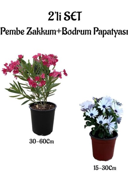 Pembe Renk Zakkum Fidanı+Beyaz Bodrum Papatyası 2'li Bahçe Peyzaj Seti