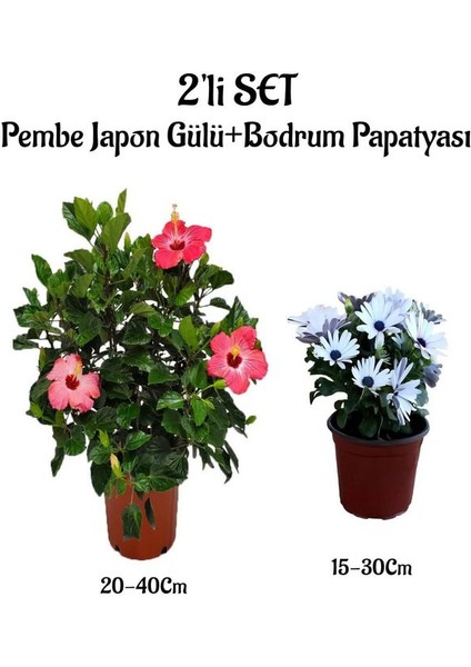 Pembe Renk Japon Gülü Çiçeği+Beyaz Bodrum Papatyası 2'li Peyzaj Seti