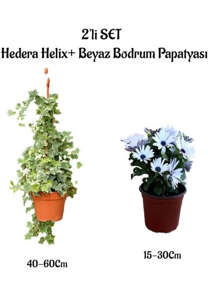 Hedera Helix Duvar Sarmaşığı+Beyaz Bodrum Papatyası 2'li Peyzaj Seti