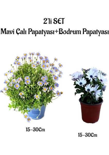 Mavi Çalı Papatyası+Beyaz Bodrum Papatyası Saksılı 2'li Bahçe Peyzaj Seti