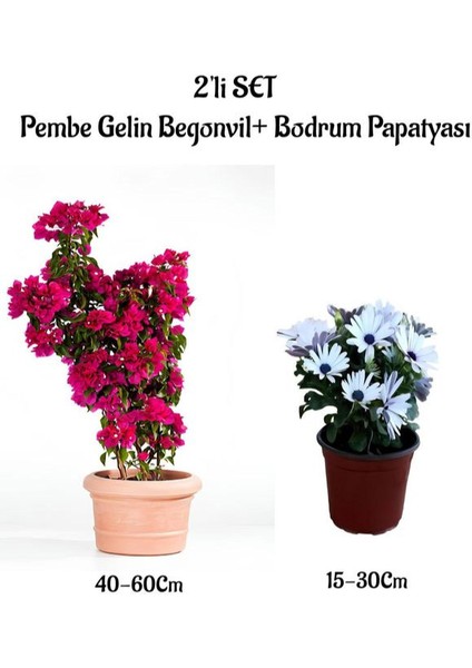 Pembe Renk Gelin Begonvil+Beyaz Bodrum Papatyası 2'li Peyzaj Seti