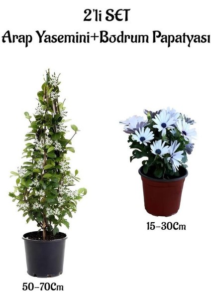 Hoş Kokulu Arap Yasemini +Beyaz Bodrum Papatyası 2'li Bahçe Peyzaj Seti