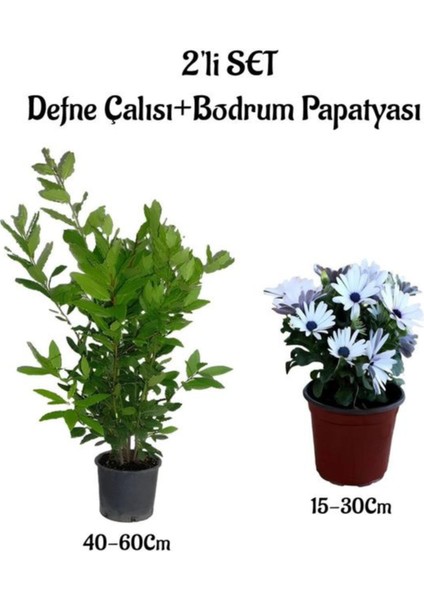 Kokulu Defne Çalısı Fidanı+Beyaz Bodrum Papatyası 2'li Bahçe Peyzaj Seti