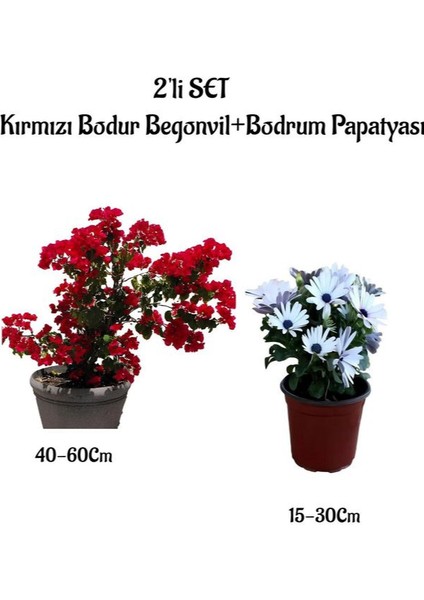 Kırmızı Renk Bodur Begonvil+Beyaz Bodrum Papatyası 2'li Bahçe Peyzaj Seti