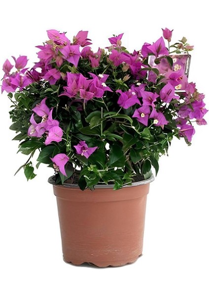 Mor Begonvil+Pembe Begonvil+Kırmızı Begonvil 3'lü Bahçe Peyzaj Seti fiyatları