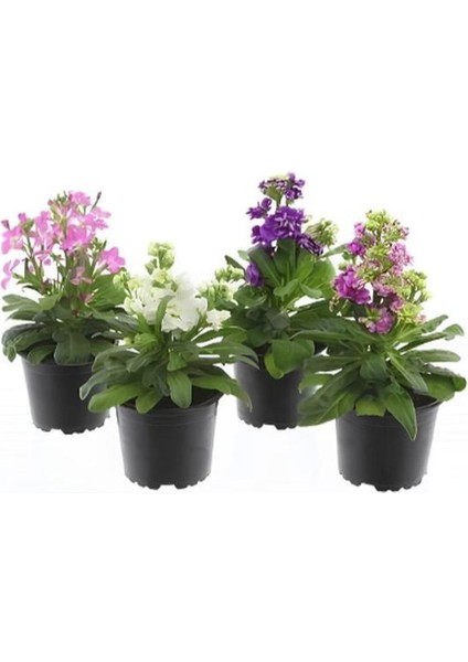 Karışık Renk 4 Adet Mini Şebboy Çiçeği 10-20CM Bahçe Peyzaj Bitki Seti