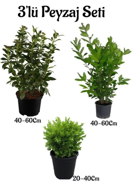 Viburnum(Kartopu) Fidanı+Defne Fidanı+Çalı Şimişiri 3'lü Bahçe Peyzaj Seti