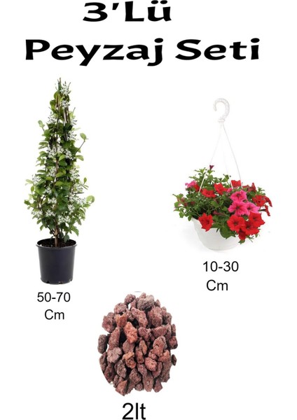 3'lü Peyzaj Seti Arapyasemini Kırmızı Petunya Çiçeği Curf