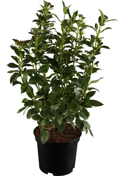 3'lü Peyzaj Seti Viburnum Fidanı Kırmızı Petunya Çiçeği Curf
